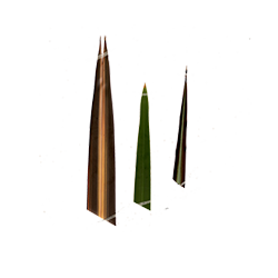 Harakeke Flax Watercolor Illustration