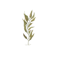Norwegian Kelp Watercolor Illustration