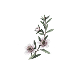 Manuka Plant Watercolor Illustration