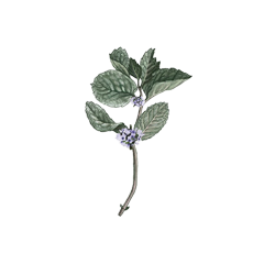 Peppermint Oil Watercolor Illustration