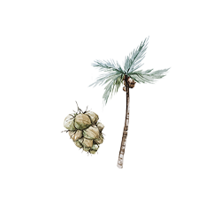 Coconut Tree Watercolor Illustration