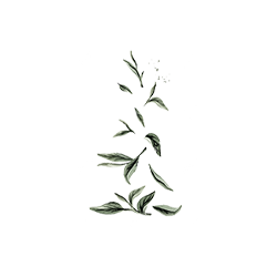 Green Tea Leaf Watercolor Illustration