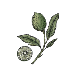 Lime Plant Watercolor Illustration