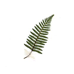 Ponga Fern Watercolor Illustration