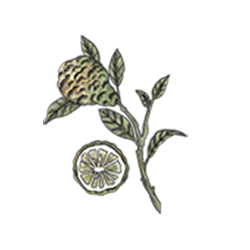 Bergamont Plant Watercolor Illustration