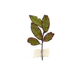 Horopito Watercolor Illustration