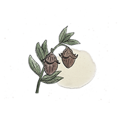 Jojoba Watercolor Illustration