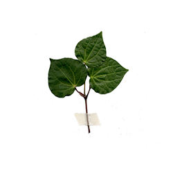 Kawakawa Leaf Watercolour Illustration