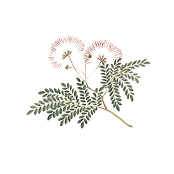 Persian Silk Plant Watercolor Illustration
