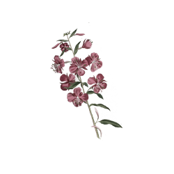 Alpine Willow Herb Watercolor Illustration