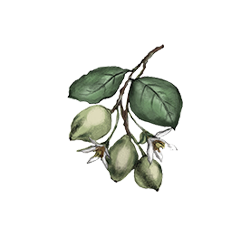 Kakadu Plum Plant Watercolor Illustration