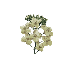 Colza Plant Watercolor Illustration