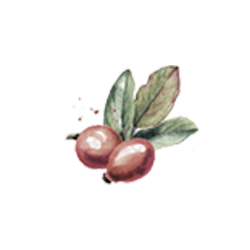 Rosehip Oil Watercolor Illustration