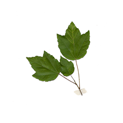 Swamp Maple Leaf Image