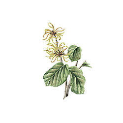 Witch Hazel Watercolor Illustration